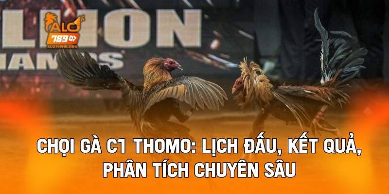 Chọi Gà C1 Thomo: Lịch Đấu, Kết Quả, Phân Tích Chuyên Sâu