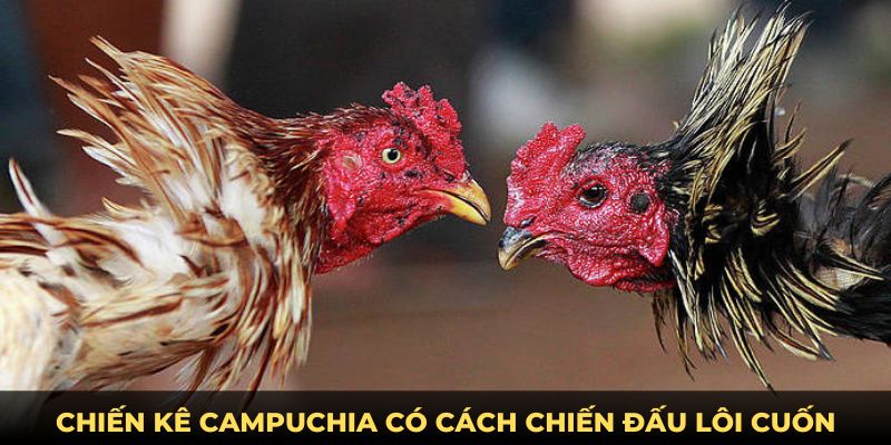 Chiến kê Campuchia có cách chiến đấu lôi cuốn