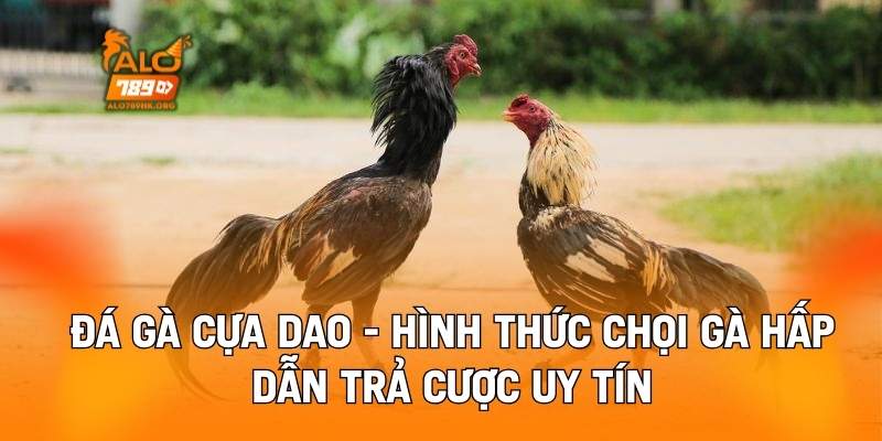 Đá Gà Cựa Dao - Hình Thức Chọi Gà Hấp Dẫn Trả Cược Uy Tín