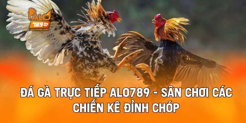 Đá Gà Trực Tiếp Alo789 - Sân Chơi Các Chiến Kê Đỉnh Chóp