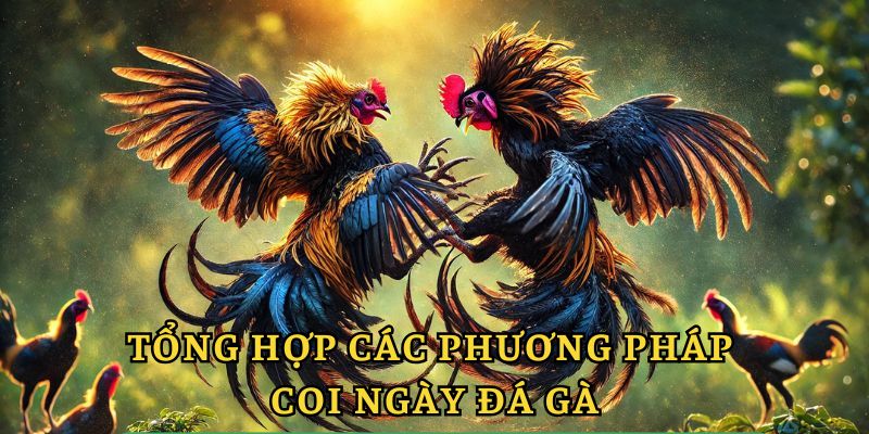 Phương pháp coi ngày đá gà chuẩn đét